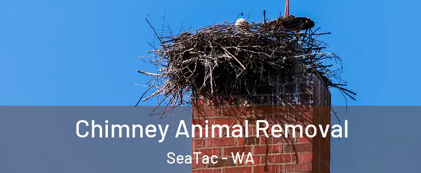 Chimney Animal Removal SeaTac - WA