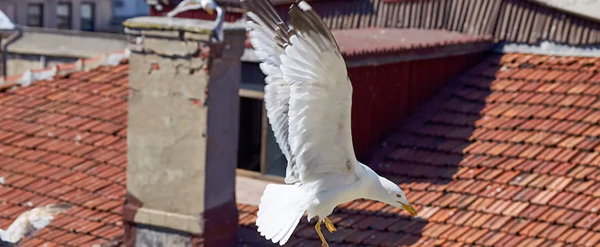 Residential Chimney Animal Removal Solution in SeaTac, WA