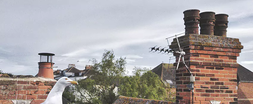 Chimney Cleaning And Restoration in SeaTac, Washington